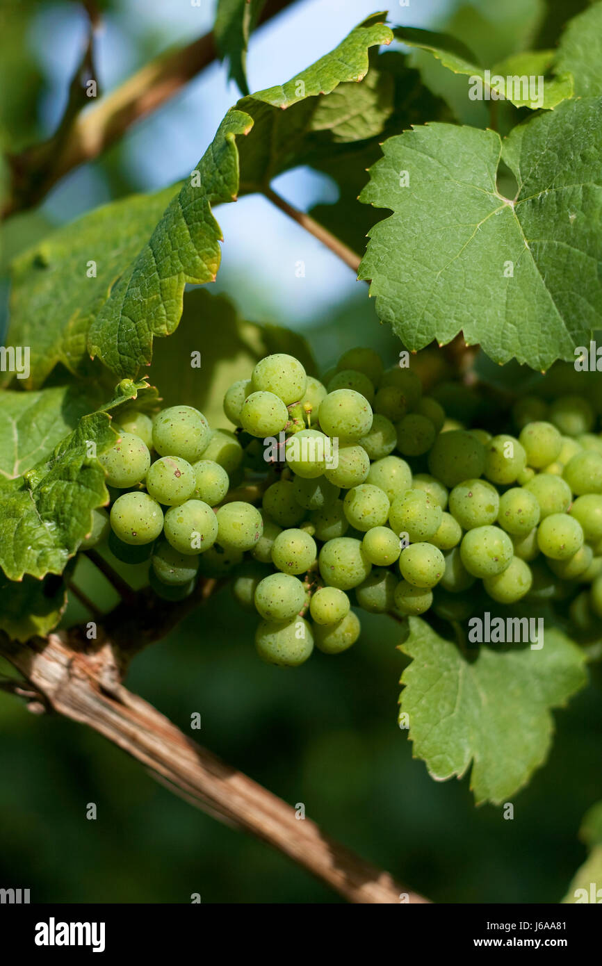 Wine Estate summerly vitigno vitigno vitigno di uve della natura caduta foglie di autunno Foto Stock