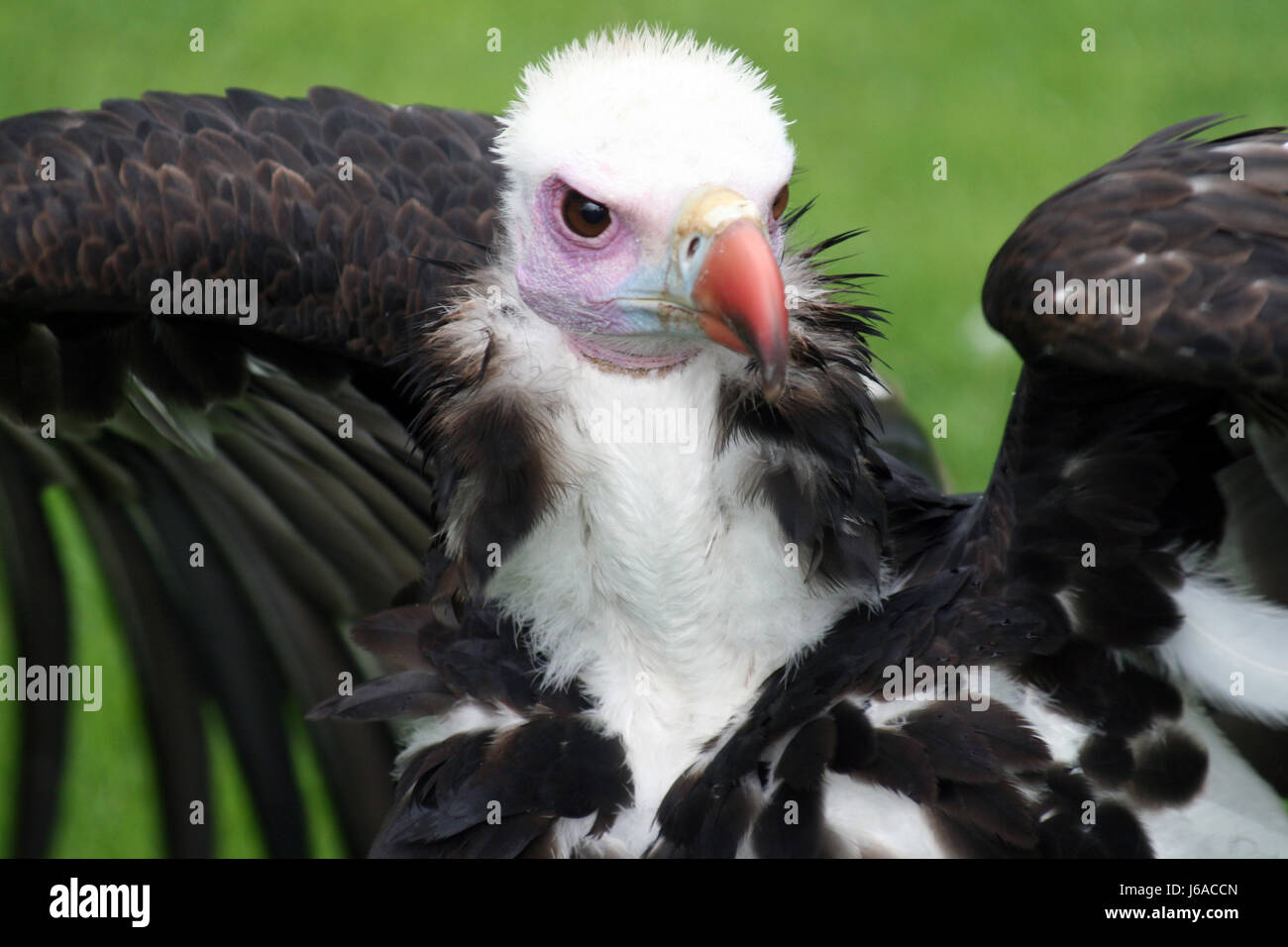 Bird,animali,uccelli,raptor,rapaci,vulture,vertebrato,natura,wildnis Foto Stock