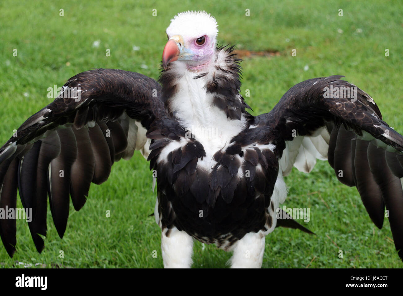 Animali uccello rapace uccelli rapaci vulture natura vertebrati animali uccello Foto Stock