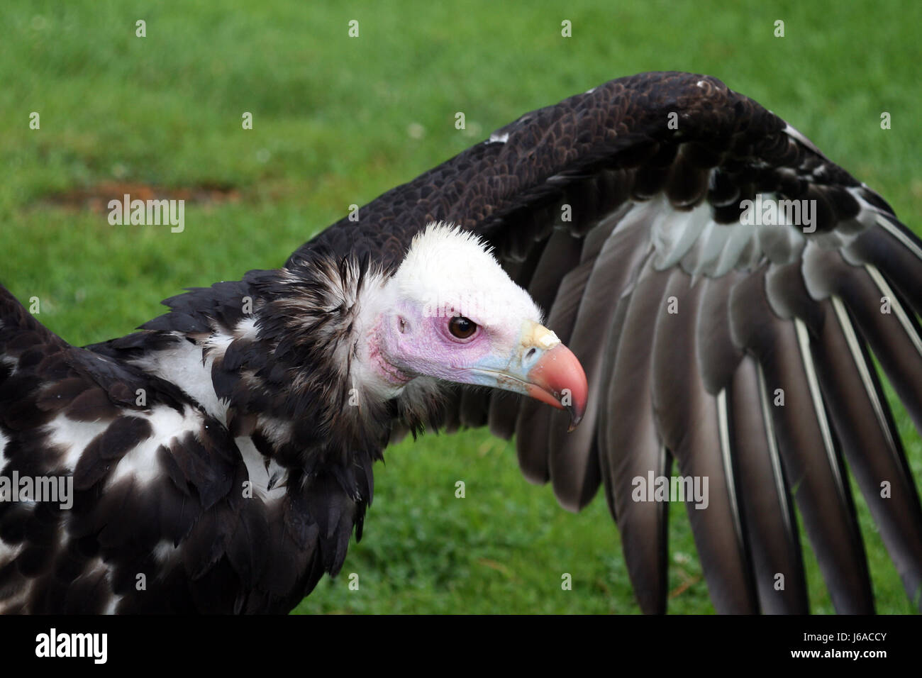 Animali uccello rapace uccelli rapaci vulture natura vertebrati animali uccello Foto Stock