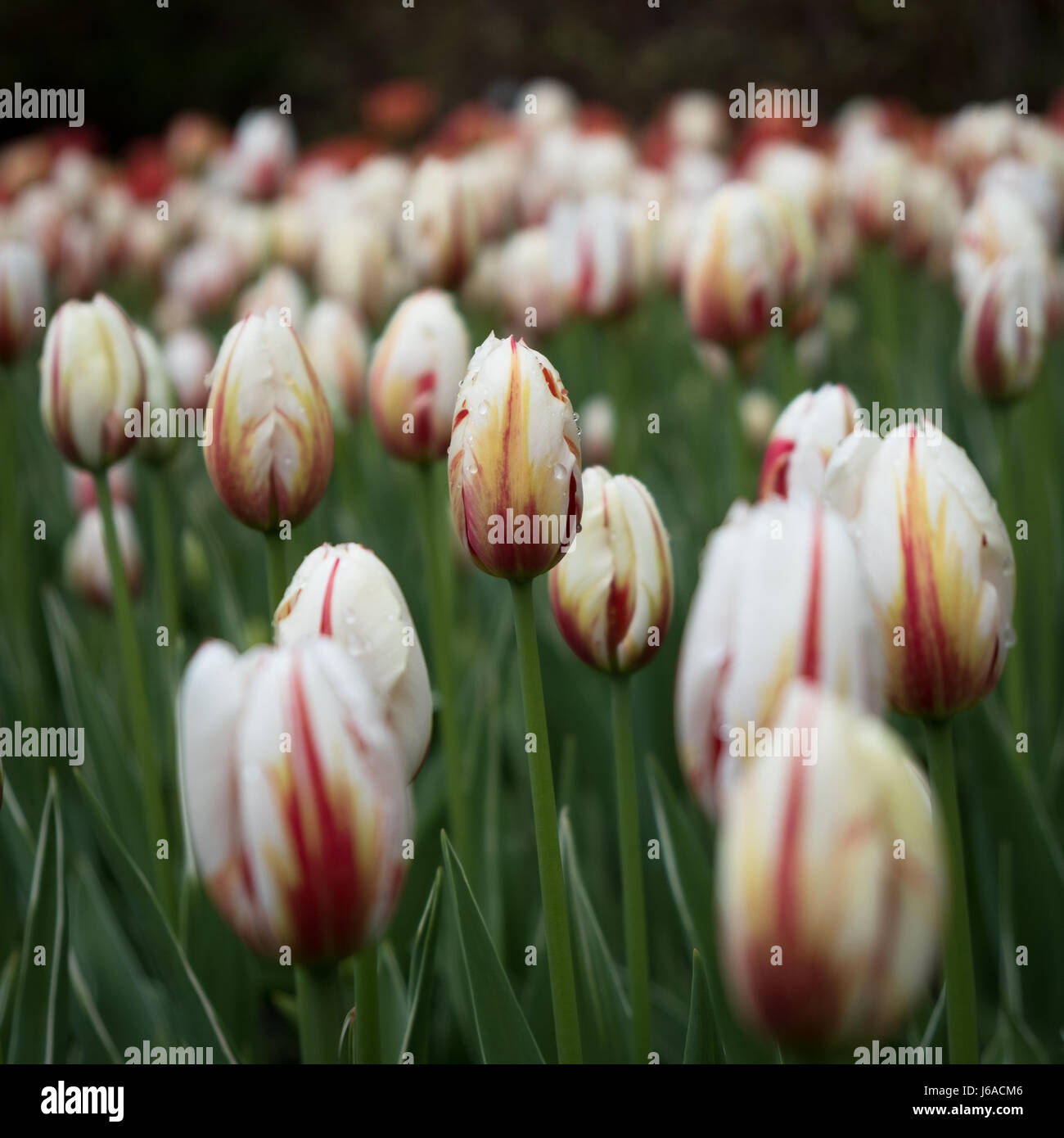 Tulipani di Ottawa festival 2017 Foto Stock