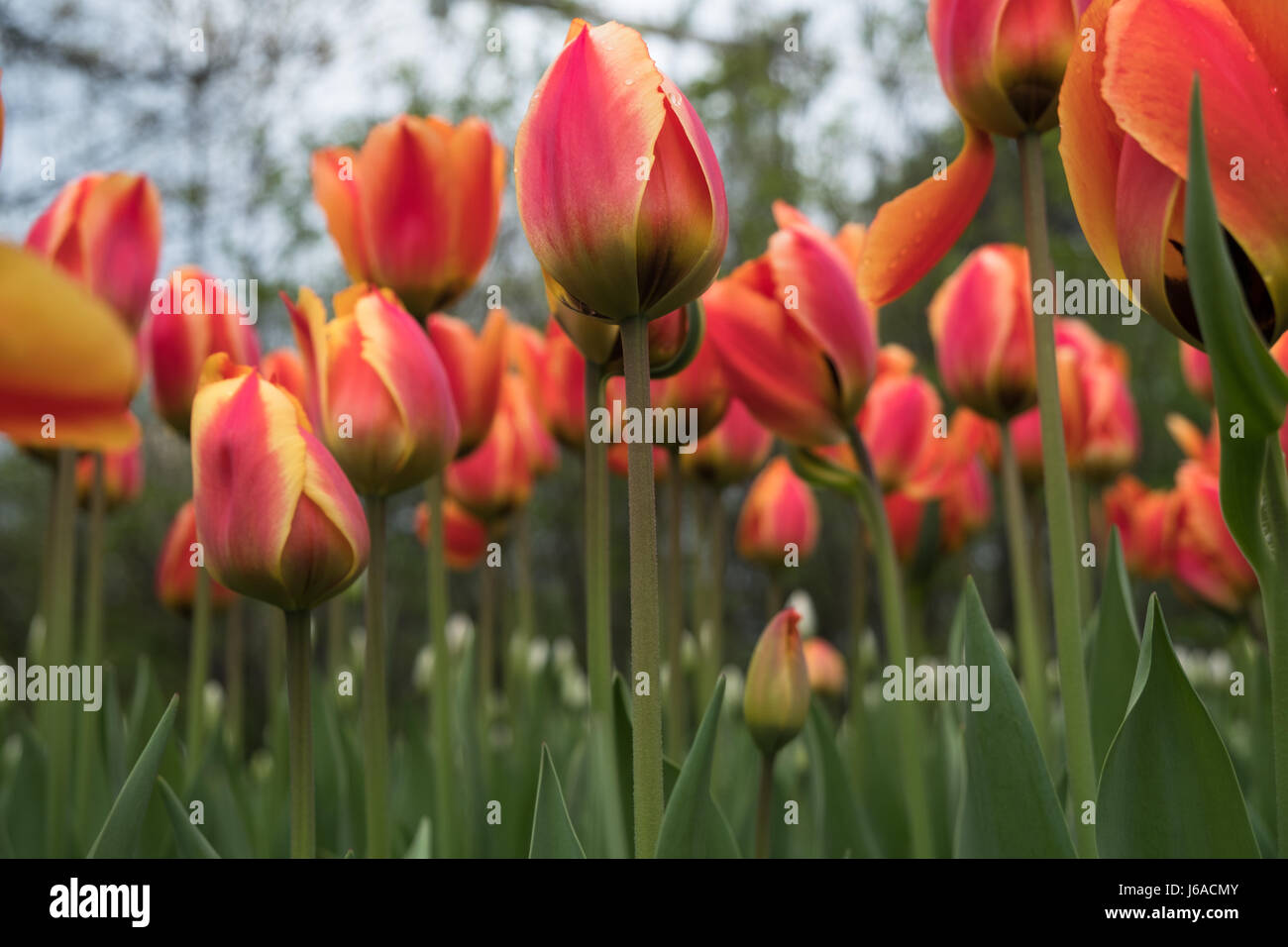 Tulipani di Ottawa festival 2017 Foto Stock