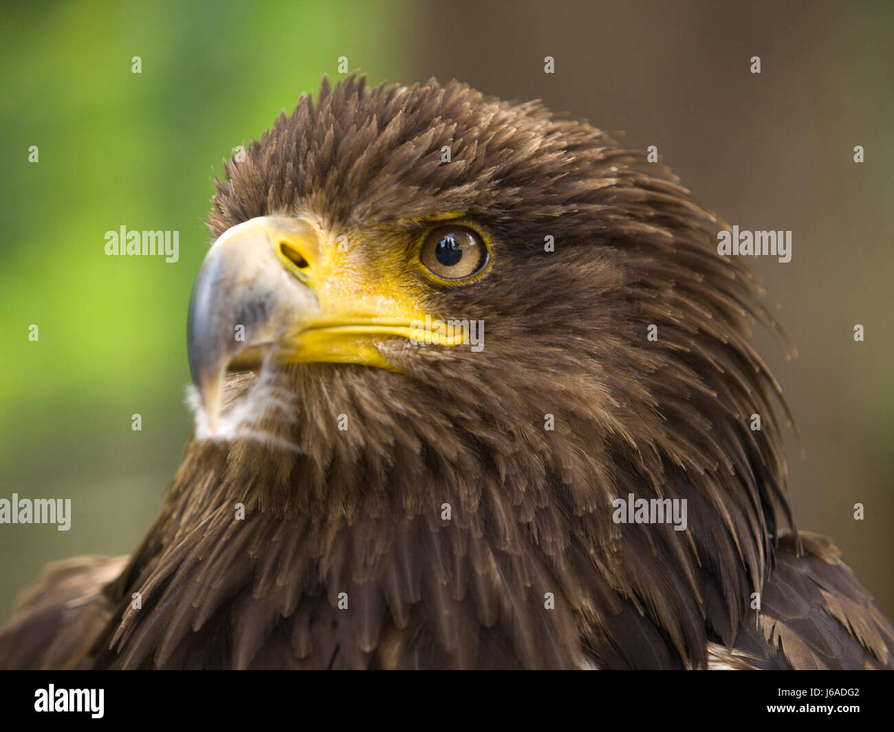 Animali aquila uccello giovane bianco più giovane cacciatore di dettaglio predator testa coda Foto Stock