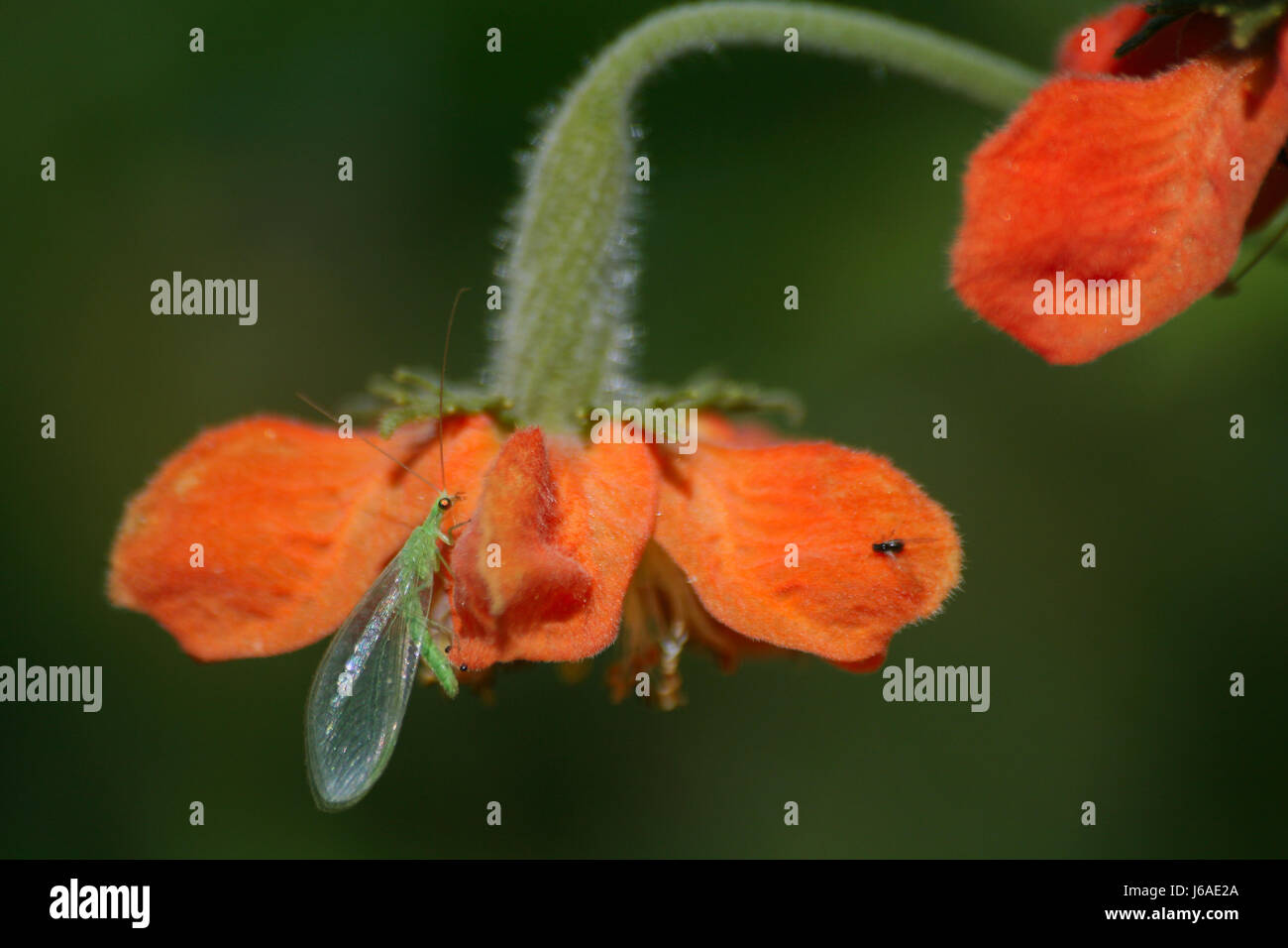 Afide insetto florfliege goldauge ntzling netzflgler biologische Foto Stock