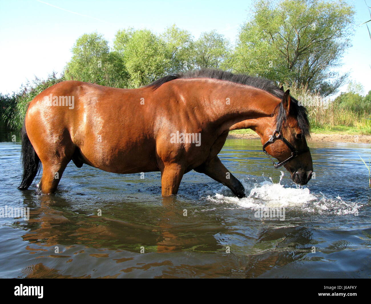 cavallo in acqua Foto Stock