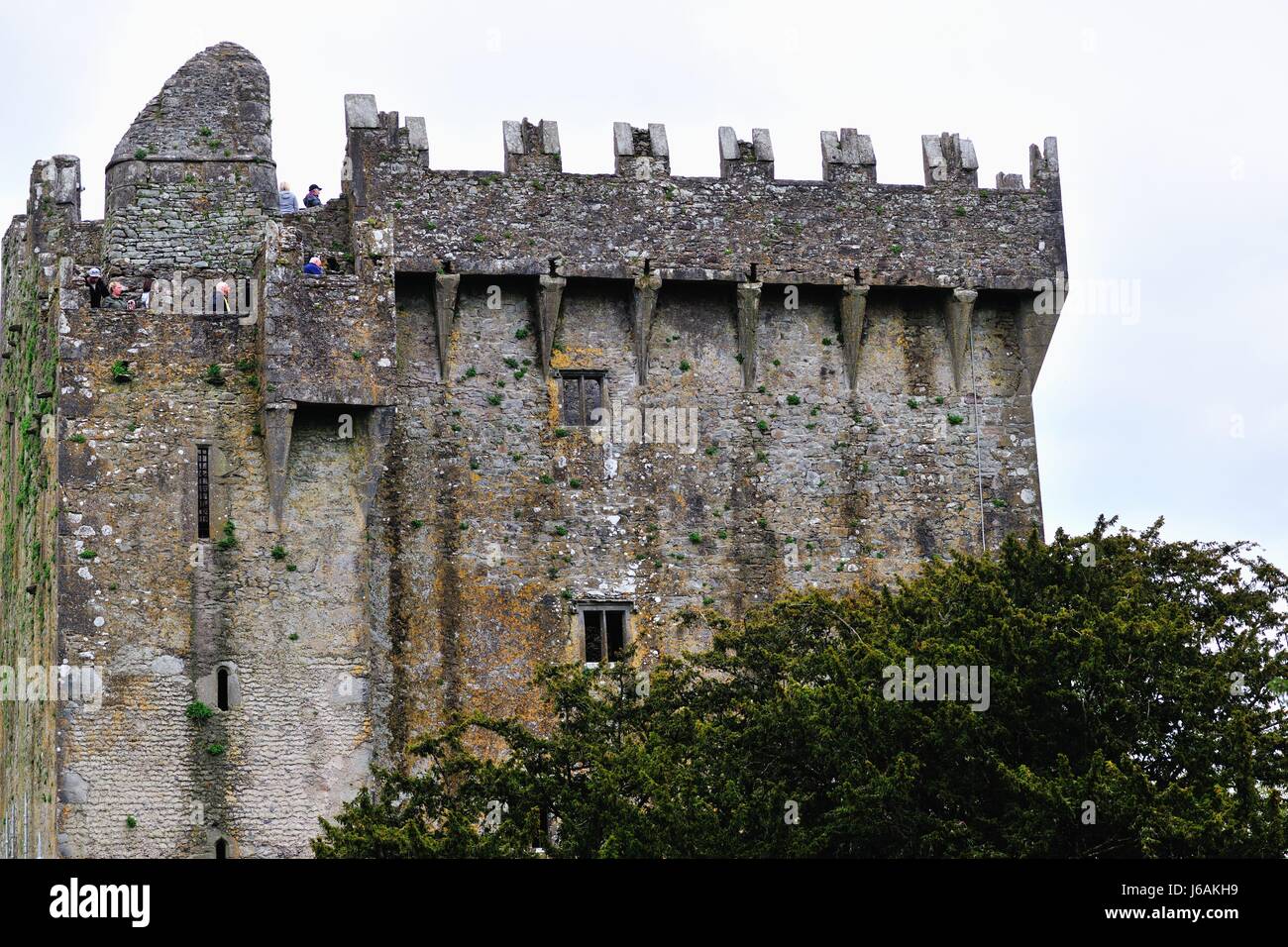 Le merlature e parapetto di Blarney Castle in Blarney, County Cork, Irlanda. Il castello fu costruito nel 1446 da Dermot McCarthy. Foto Stock