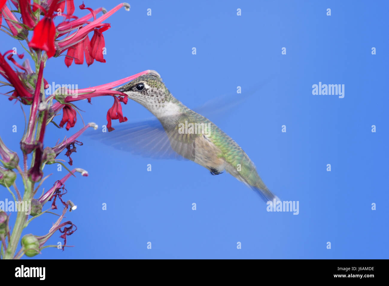Piante e fiori uccelli selvatici selvatici hummingbird fly vola vola battenti natura Foto Stock