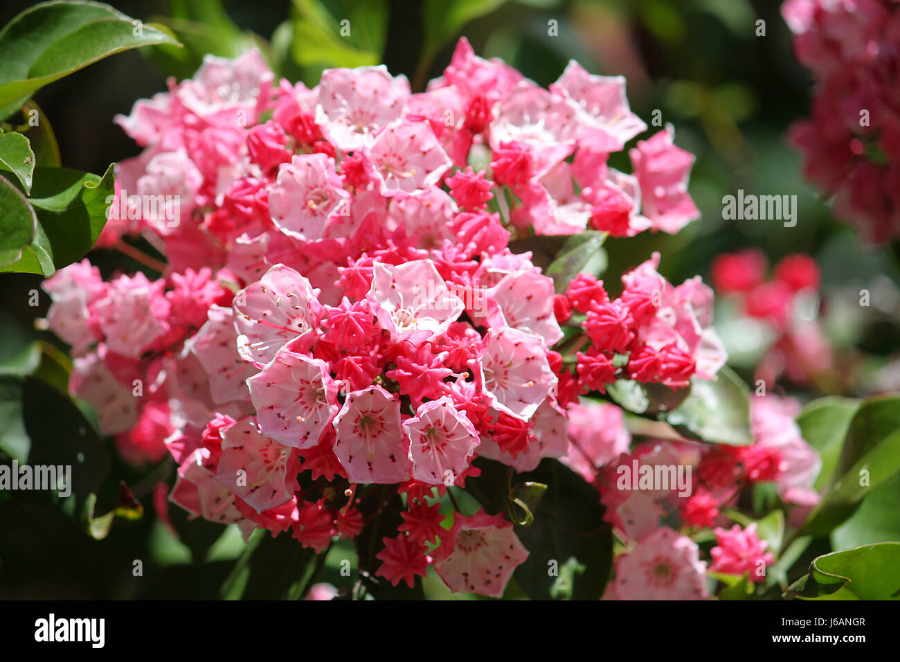 Fiore pianta di rose laurel macro close-up di ammissione macro vista ravvicinata fiore Foto Stock