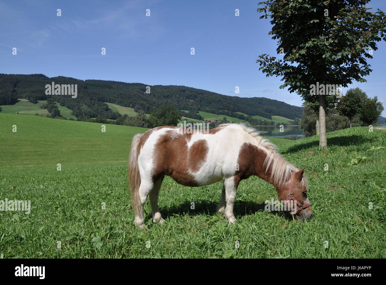 Pony cavallo prato scenario campagna natura austriaci a cavallo fattoria pony gara Foto Stock