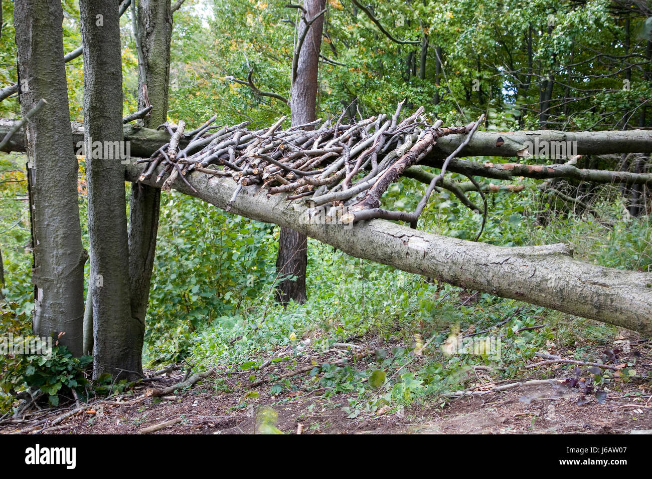 Struttura in legno di alberi della foresta rami albero arte alberi rami di legno all'esterno sul modo in Foto Stock