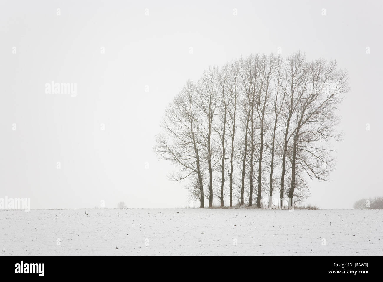 Alberi ad albero inverno intrico di alberi di neve lungo il tragitto del bordo del campo di alberi ad albero orizzonte Foto Stock