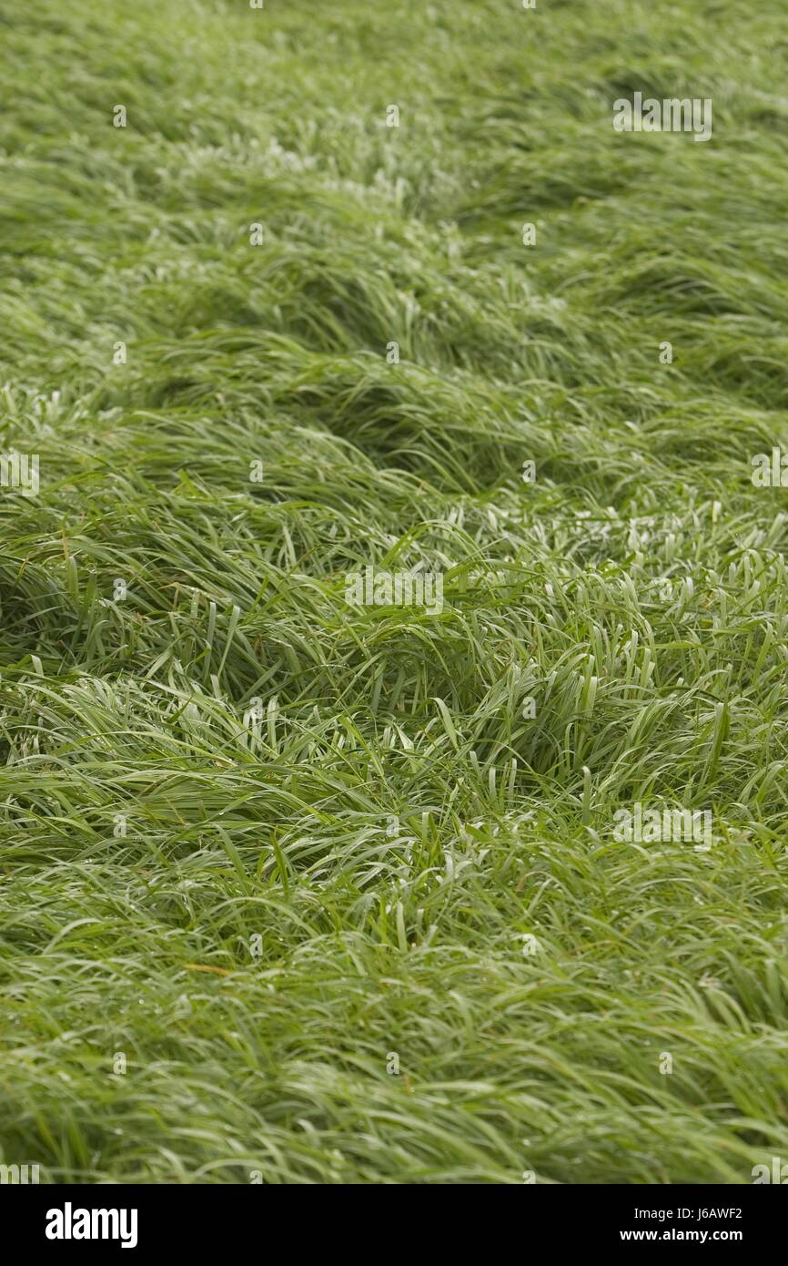 Foglia ambiente ambiente selvaggio flora lascia la resa di crescita dello stelo della levetta Foto Stock