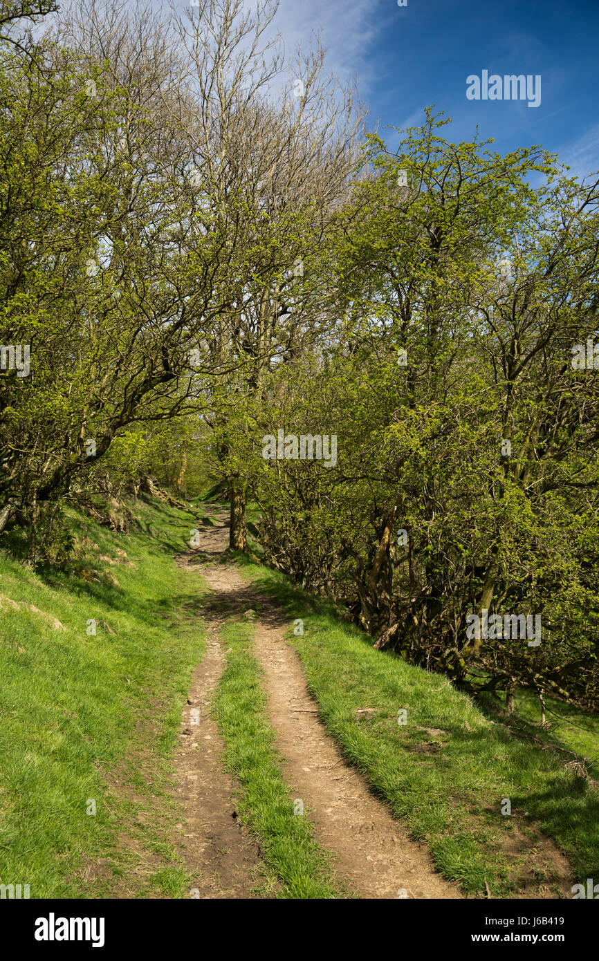 Regno Unito, Inghilterra, Cheshire, Rainow, sentiero attraverso gli alberi fino Kerridge Hill, in primavera Foto Stock