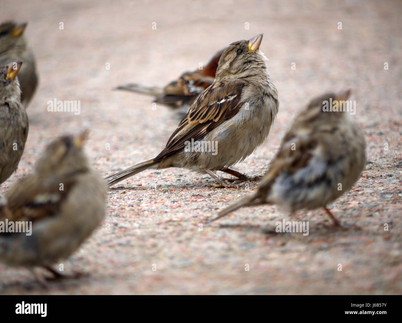 Uccelli uccelli piume centro sparrow passeri bird fauna Uccelli animali piume Foto Stock