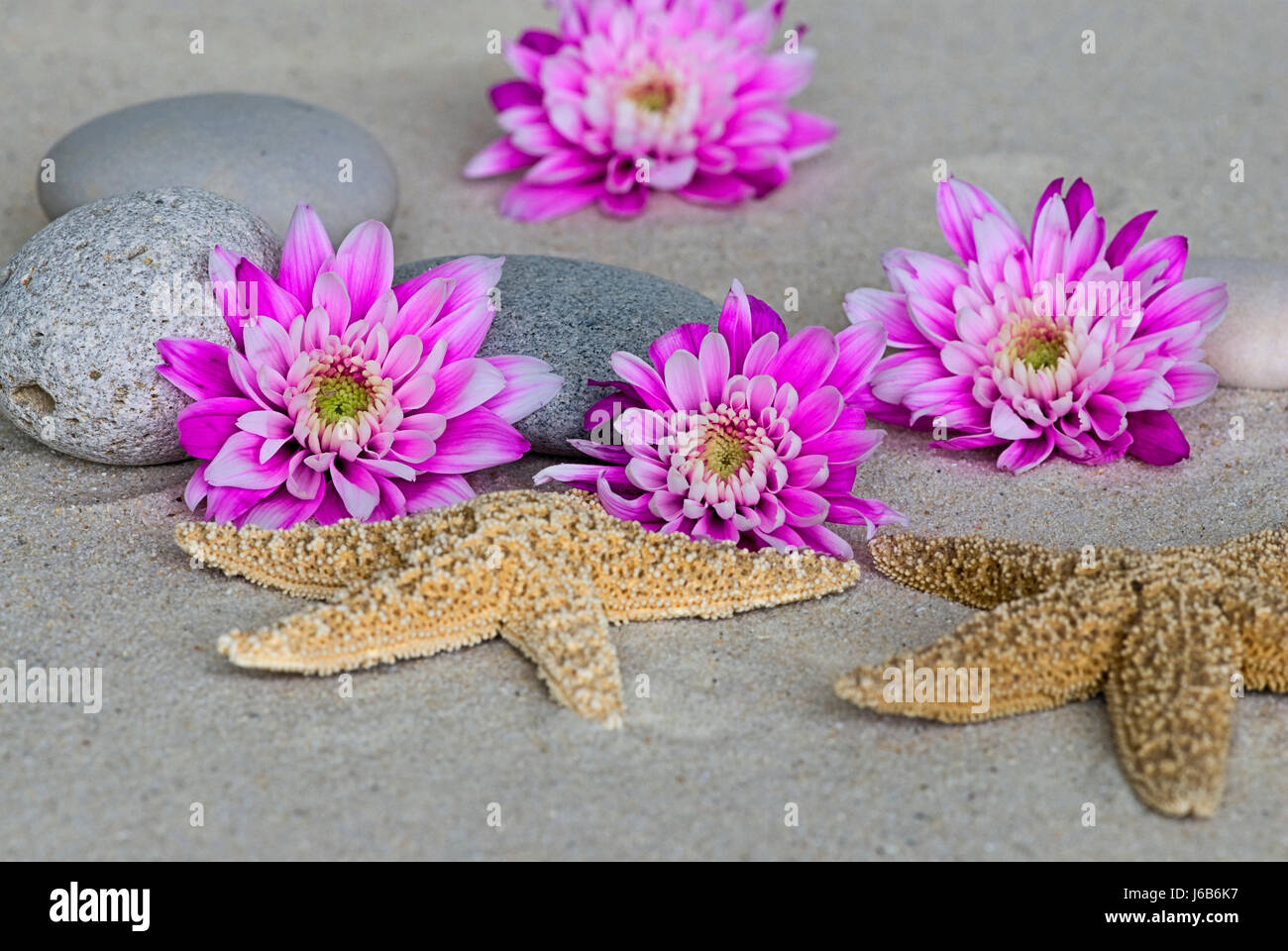 Fiore di Pietra impianto bloom blossom fiorire fiorente silicico dahlia starfish Foto Stock