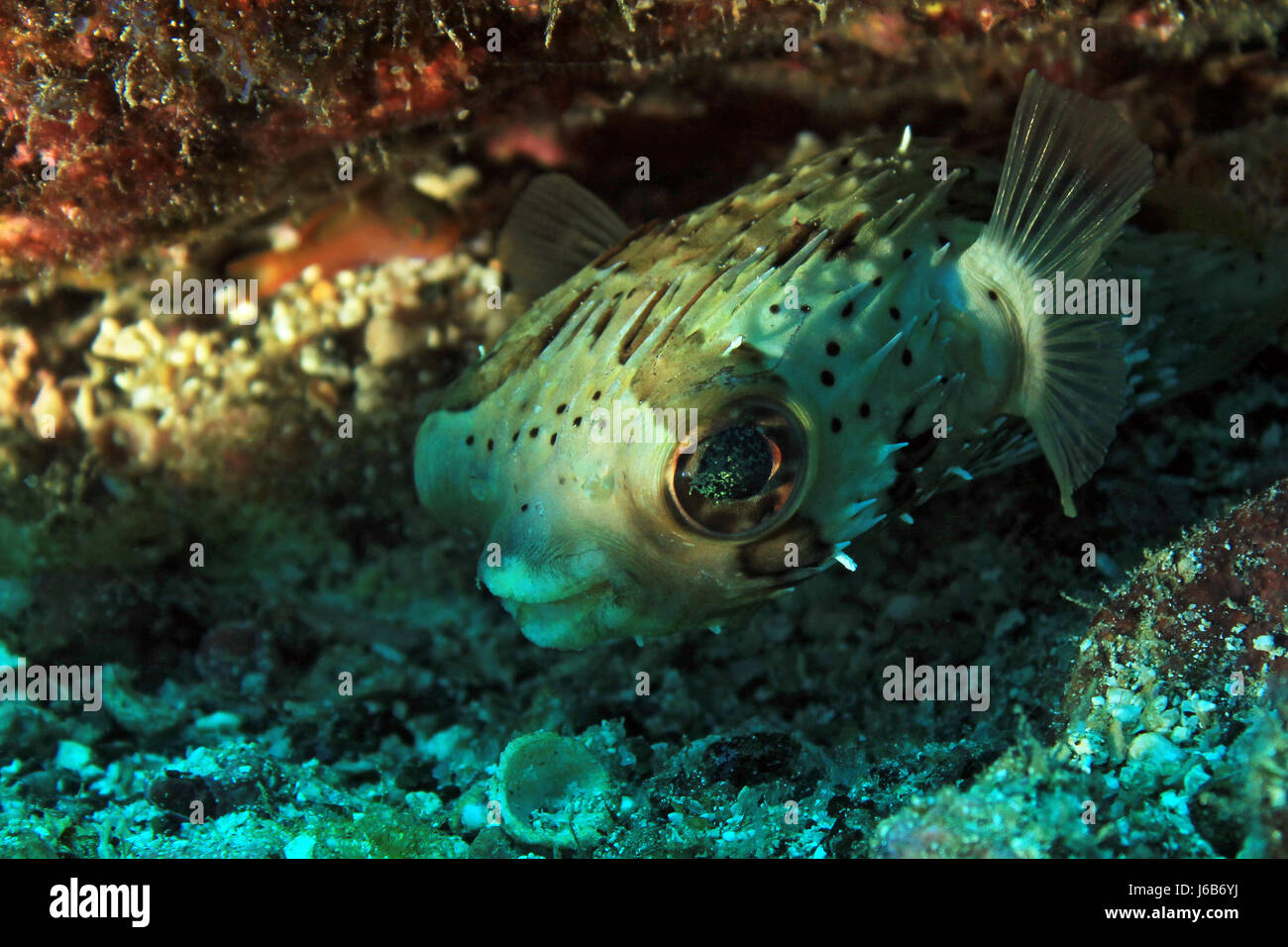 Long-Spine Porcupinefish (Diodon Holacanthus - aka Longspined Porcupinefish, Freckled Porcupinefish). Coiba, Panama Foto Stock