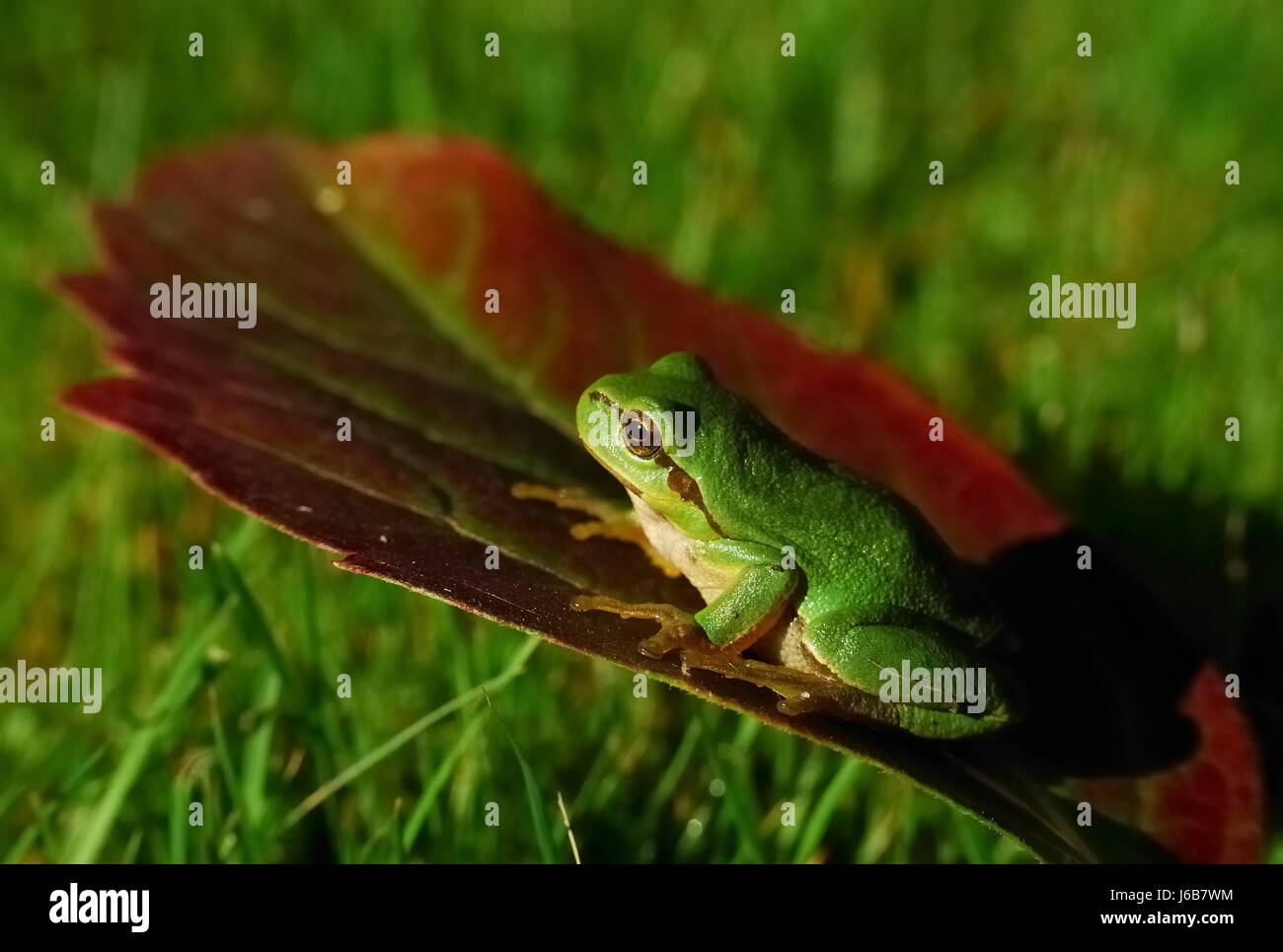 Raganella su una foglia Foto Stock