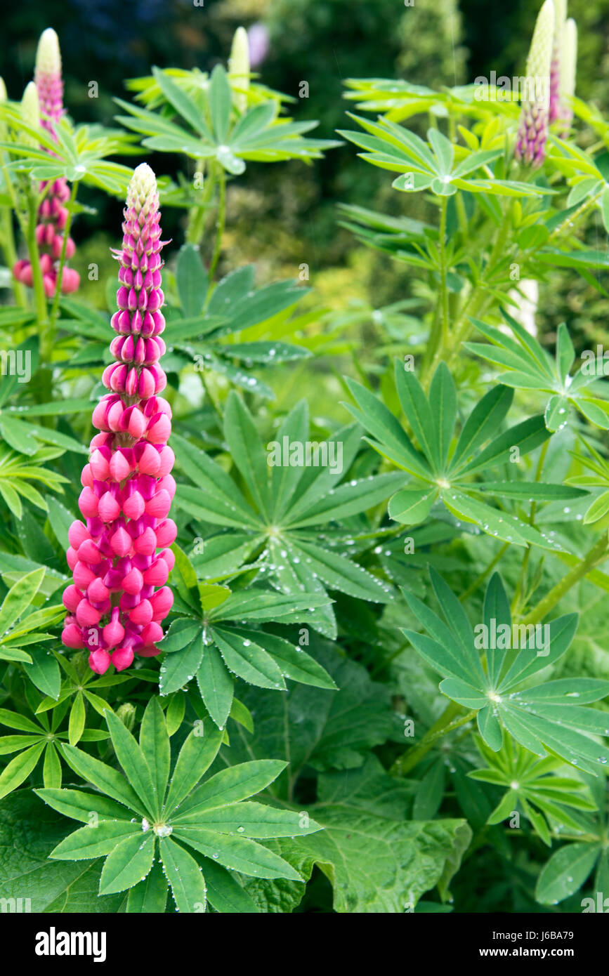 Pianta di lupino con punte di fiori rosa e viola che crescono in un ben curato letto giardino circondato da lussureggiante vegetazione verde Foto Stock