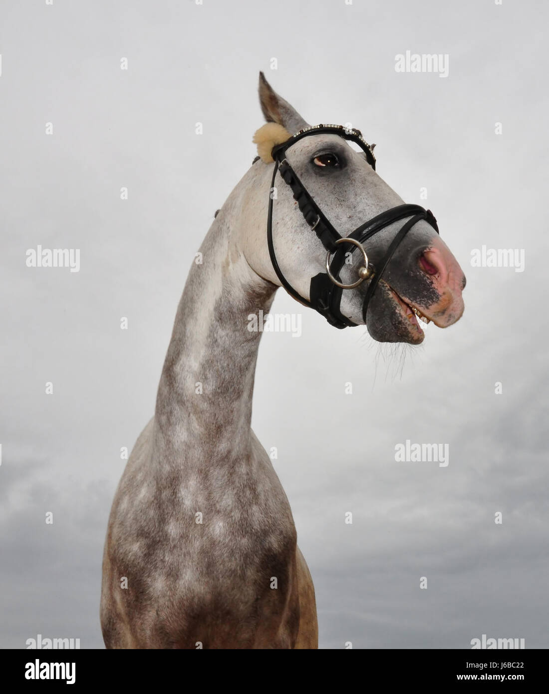 cavallo divertente Foto Stock