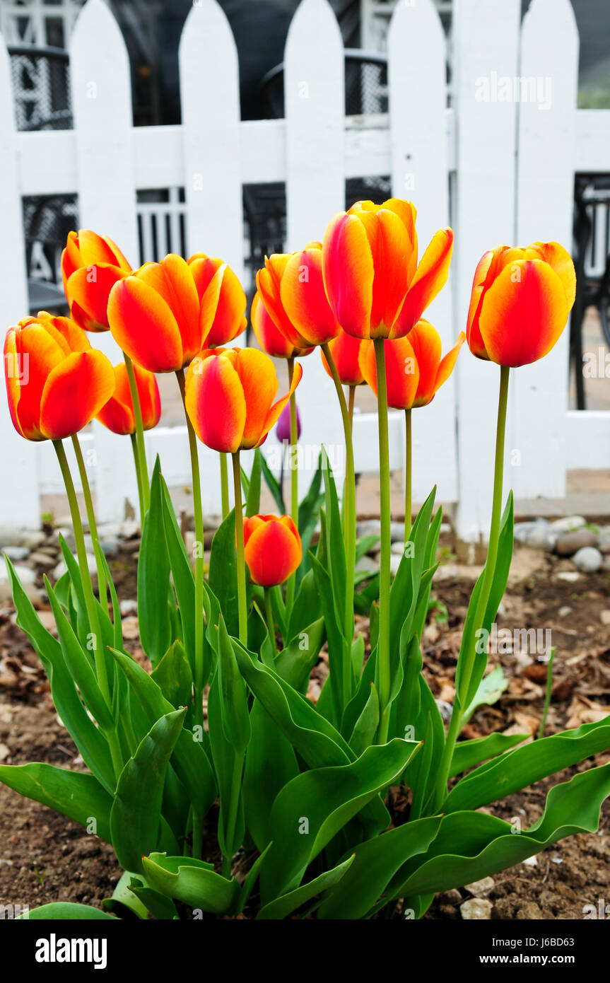 Il parco giardino fiore fiori piante di fioritura di tulipani aiuola aiuola vicino Foto Stock