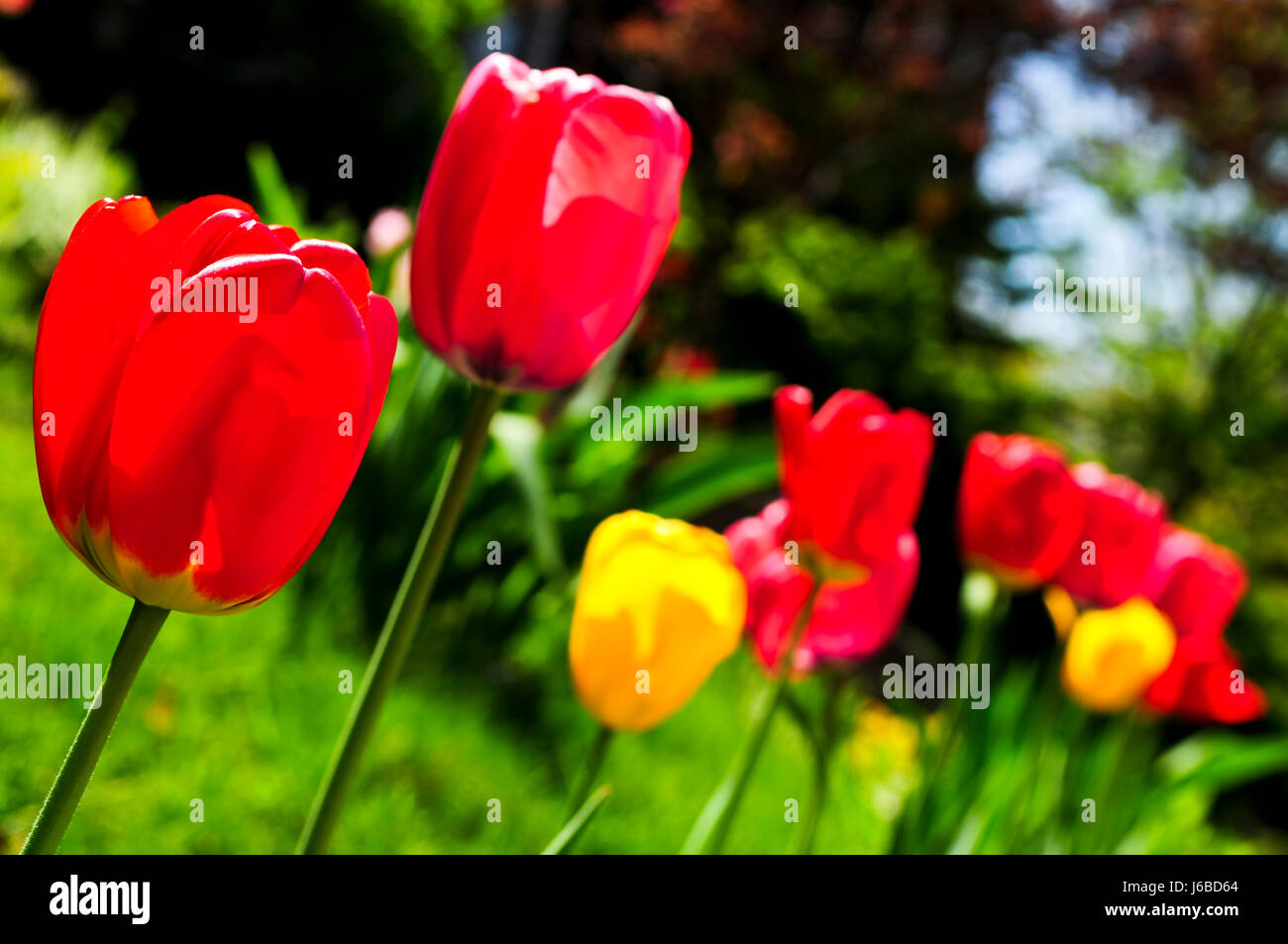 Giardino fiore fiori piante tulipani pasqua primavera fiorisce vicino dettaglio closeup Foto Stock