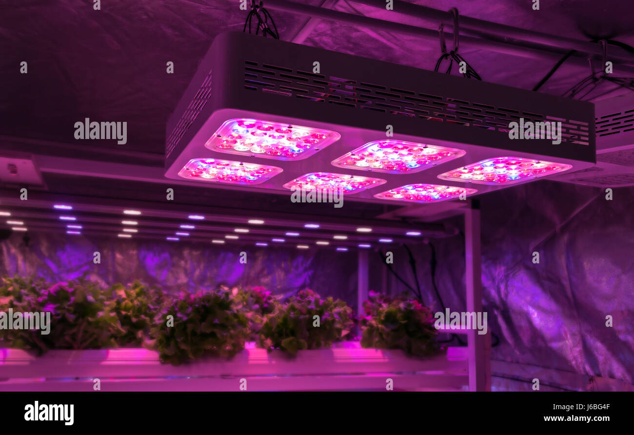 Smart farm indoor e Photoperiodism concetto. Messa a fuoco selettiva su artificiale pannello LED sorgente luminosa utilizzata in un esperimento su verdure per la crescita di piante Foto Stock
