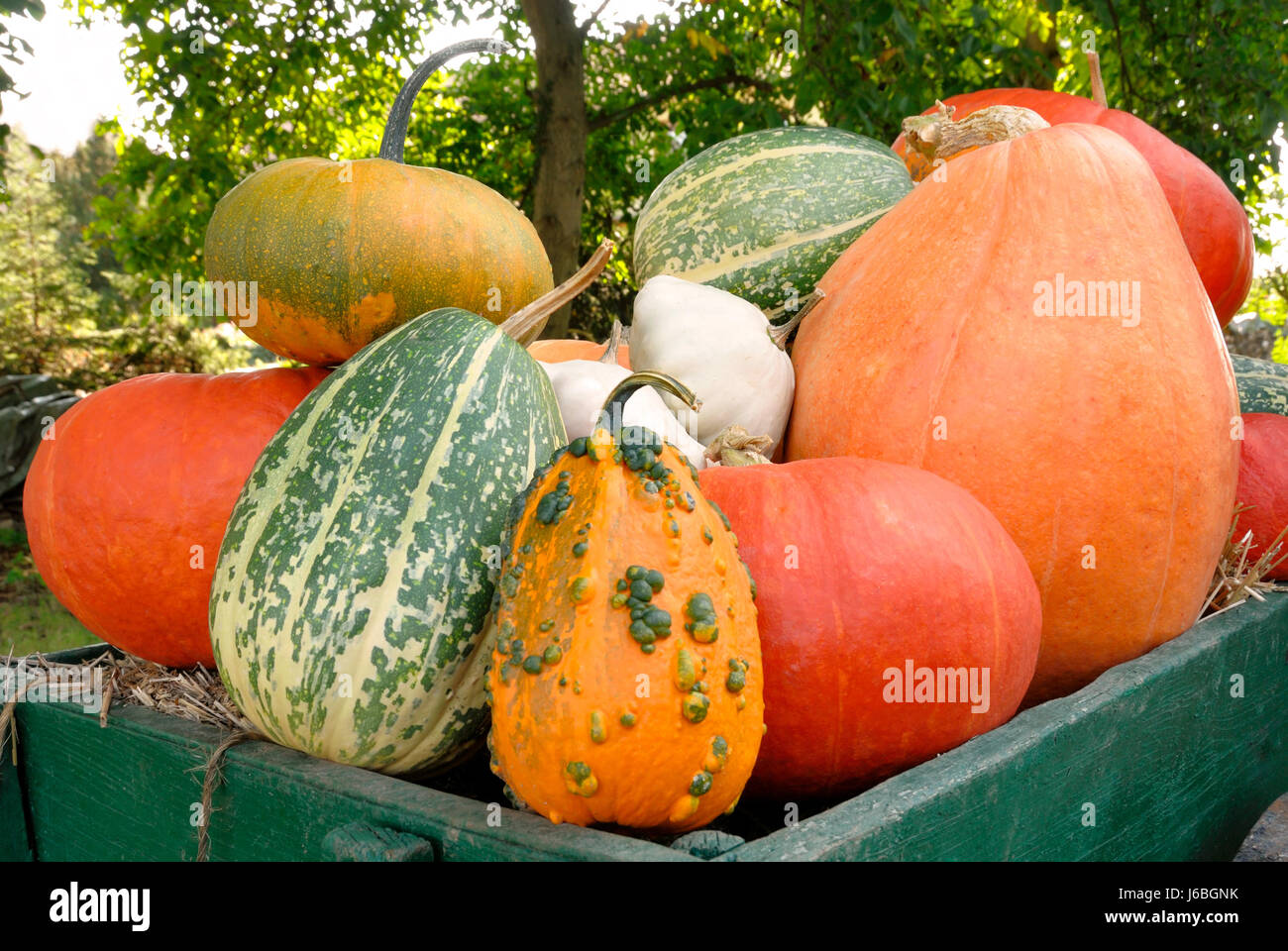 Colorato colorato splendida molteplici riccamente colorata zucca vegetale Foto Stock