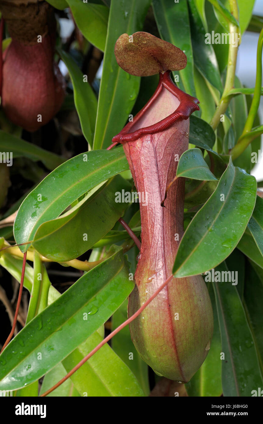 Messico fiore pianta verde a sud america coperchio messico natura kannenpflanze Foto Stock