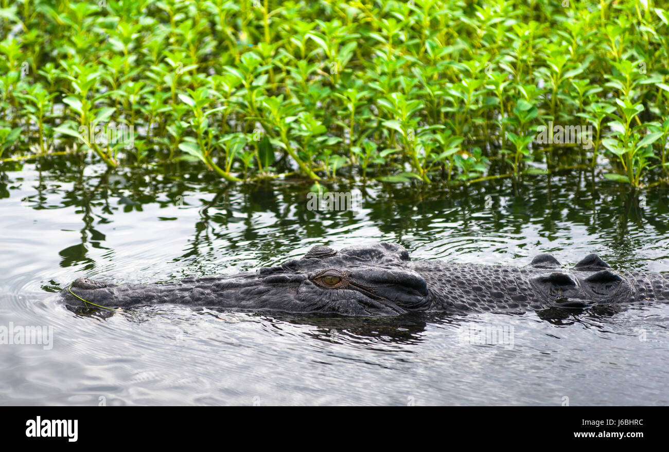 Coccodrillo di acqua salata in Kakadu, Territorio del Nord, l'Australia. Foto Stock