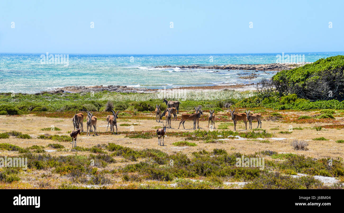 Una mandria di antilope bontebok e accanto all'oceano in Africa del Sud Foto Stock