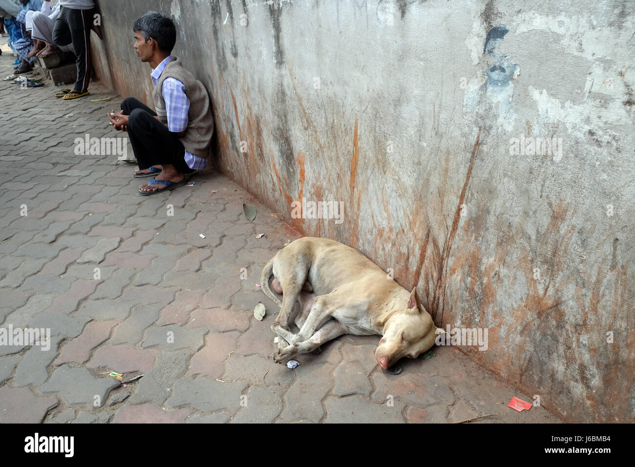 I cani dormono per strada intorno al tempio Kalighat in Kolkata, India nel febbraio 08, 2016. Foto Stock