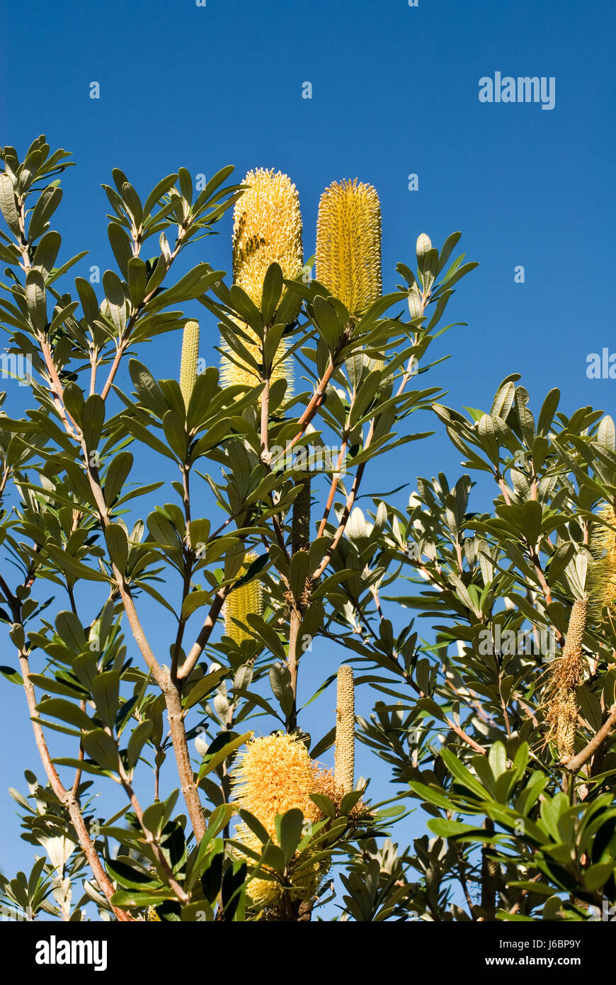 Piante e fiori australiani nativo giallo blu foglie di piante e fiori d'oro verde Foto Stock