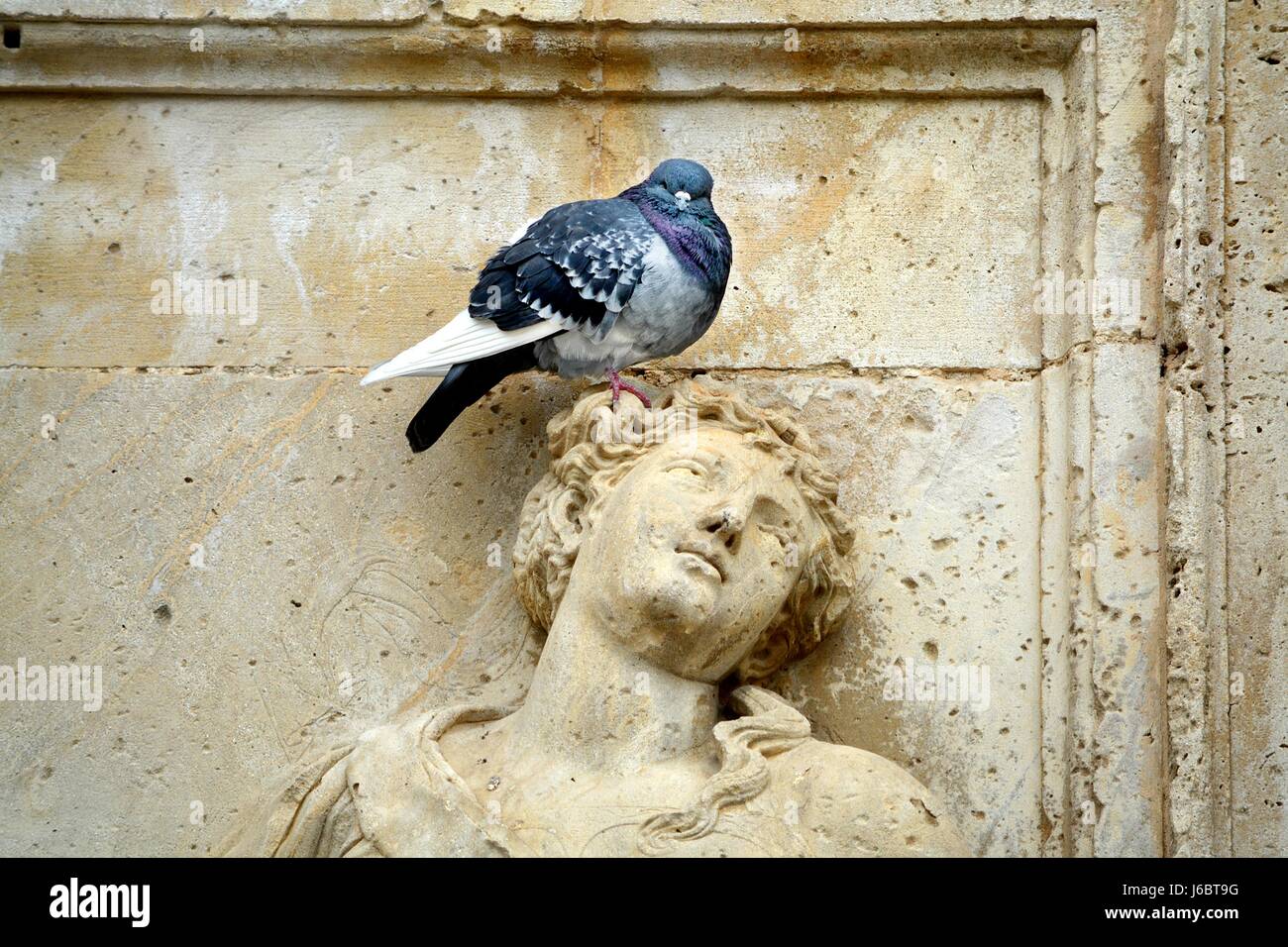 Pigeon seduto su una statua della testa Foto Stock