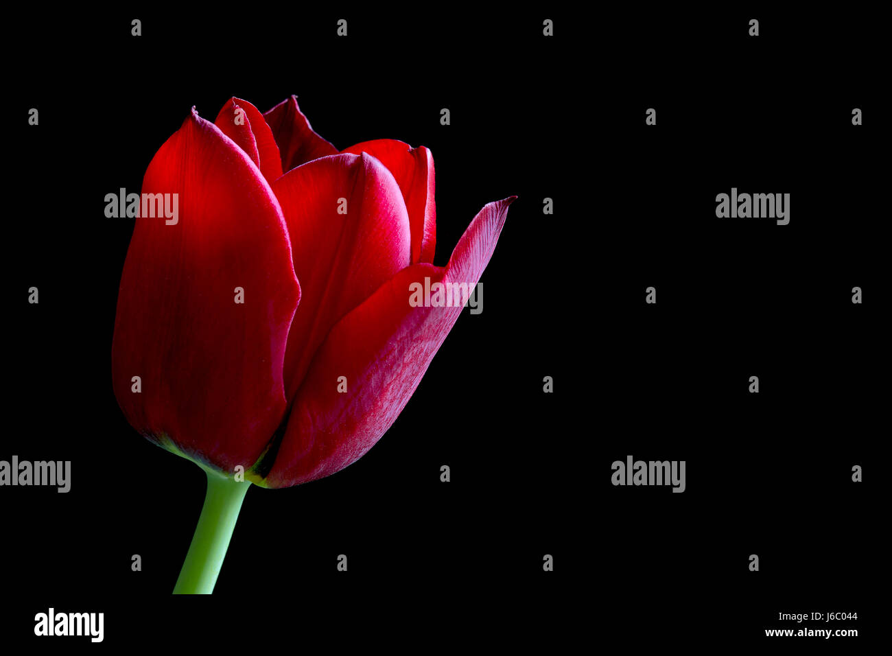 Close up red tulip su nero Foto Stock