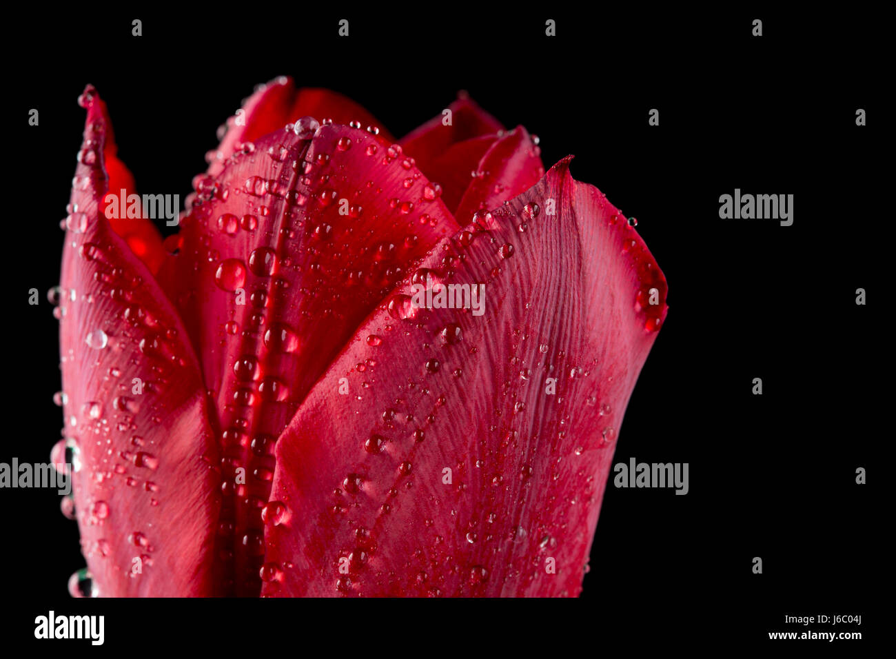 Close up red tulip con goccioline di acqua su nero Foto Stock