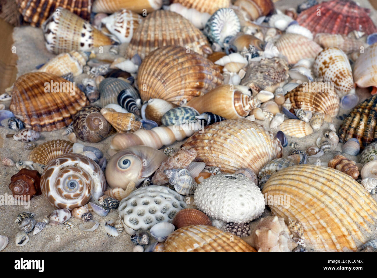 Macro Close-up di ammissione macro da vicino la vista dettaglio mare spiaggia La spiaggia Foto Stock