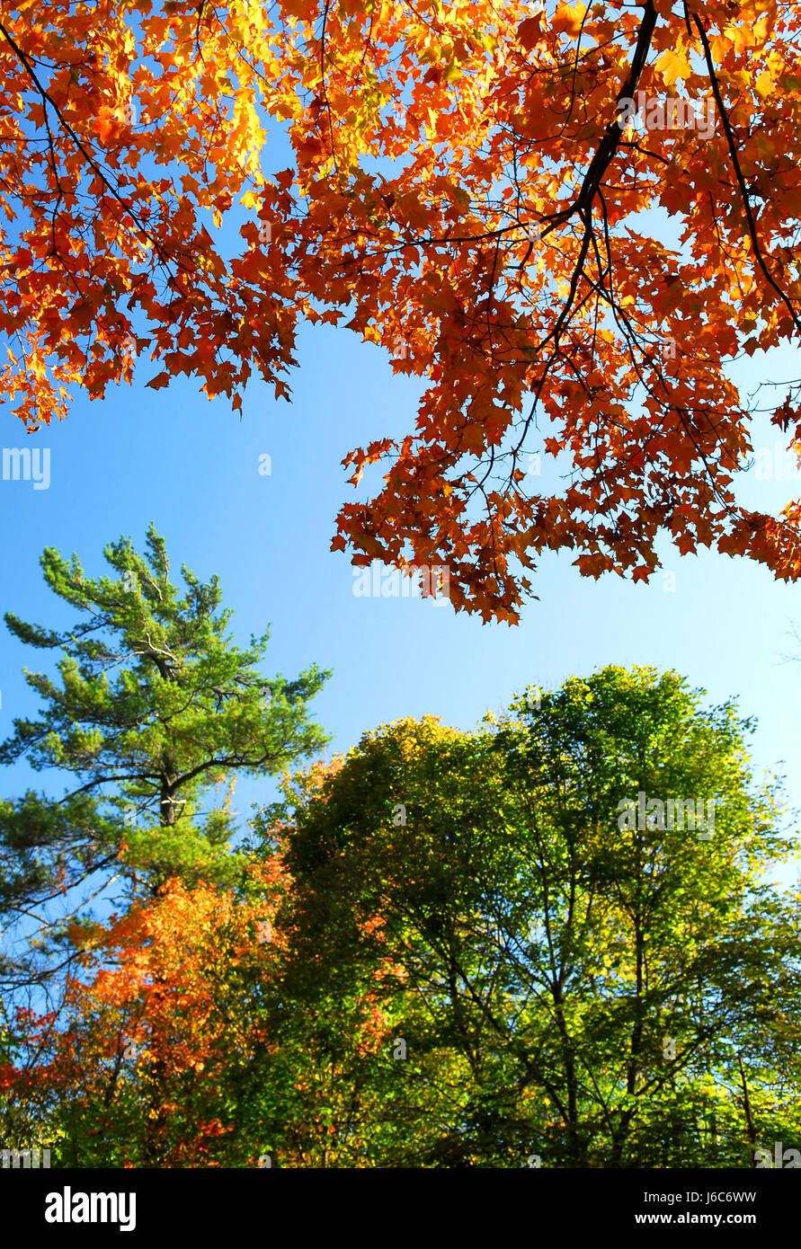 Albero di foglie di alberi di acero di boschi di fogliame autunno autunno blu foglia di raggiungere grandi Foto Stock