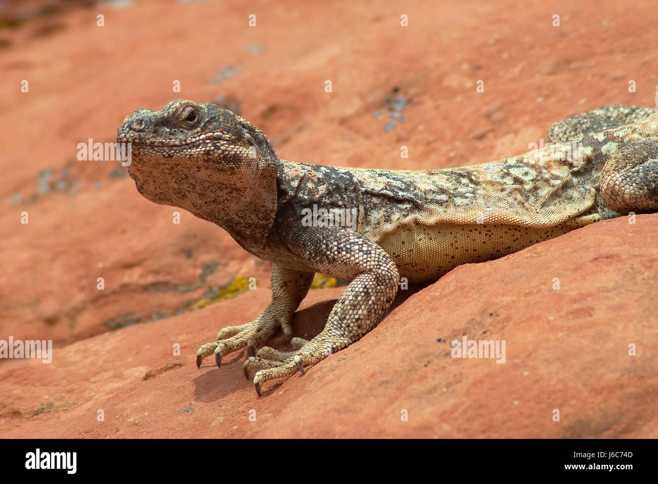 Stati Uniti nevada wstenleguan quotdisposaurus dorsalisquot quotdesert iguanaquot wste Foto Stock