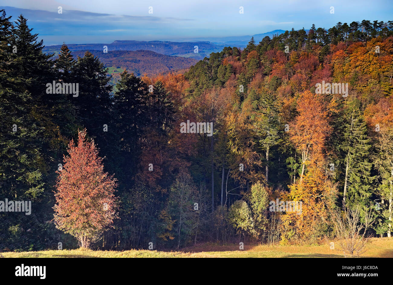 Colori autunnali atmosfera autunnale autunno autunno svizzera i colori autunnali Foto Stock