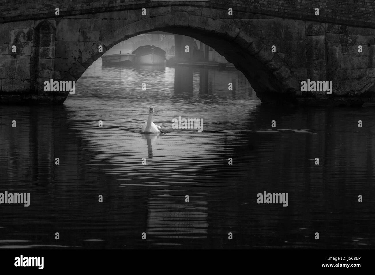 Un singolo swan passando sotto un arco in pietra ponte in bianco e nero con barche in background che aggiunge profondità e sentimento per l'immagine Foto Stock
