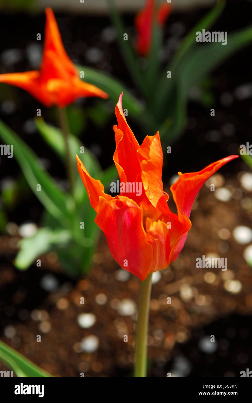 Giardino fiore fiori piante di fioritura di tulipani rossi aiuola aiuola vicino Foto Stock