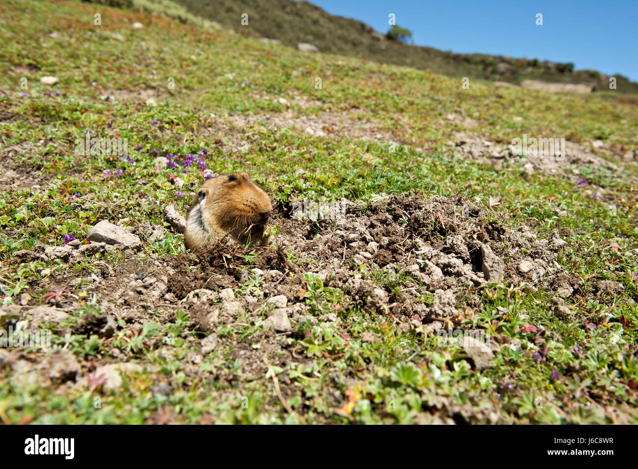 Endemico della balla Montagne in Etiopia, il gigante mole rat è preda di scelta per il lupo etiope. Foto Stock