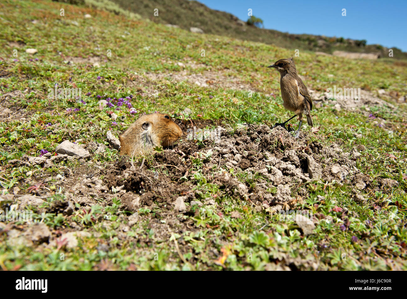 Endemico della balla Montagne in Etiopia, il gigante mole rat è preda di scelta per il lupo etiope. Foto Stock