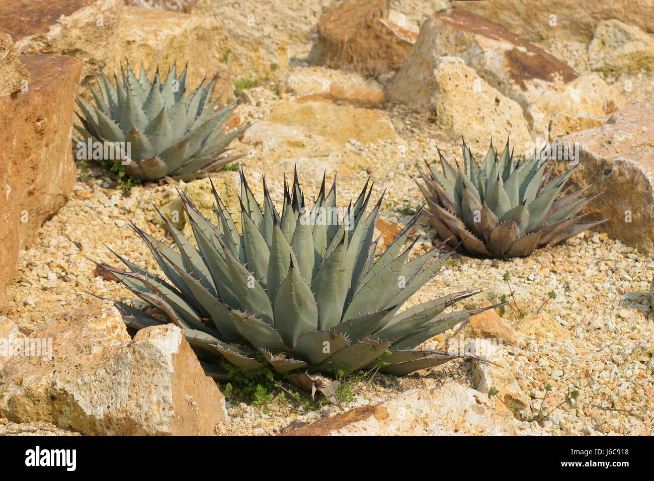 Salute foglia vasto deserto fiori foglie di piante della flora botanica arizona saggi Foto Stock