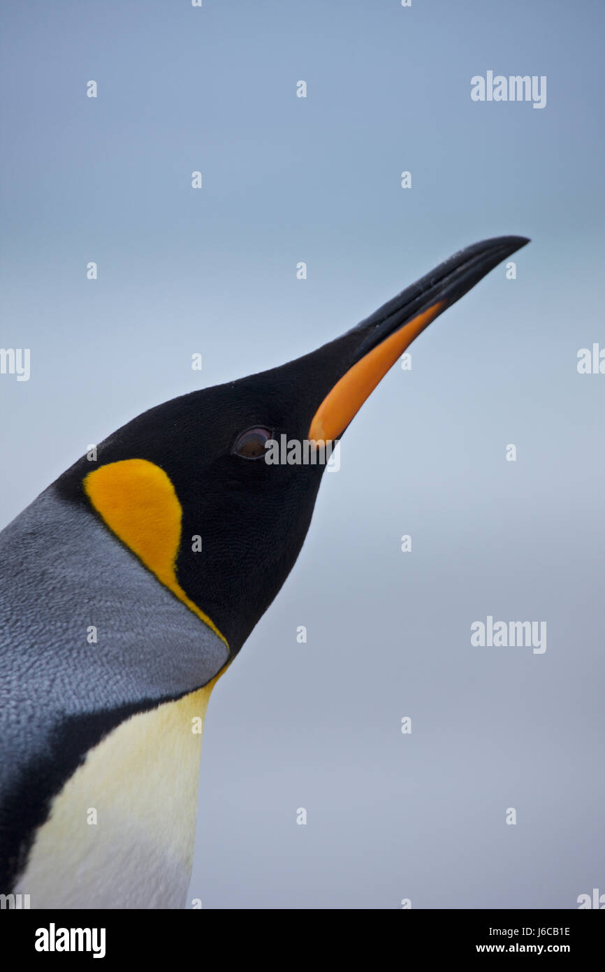 Re pinguino, Aptenodytes patagonicus, Isole Falkland, Volunteer Point Foto Stock