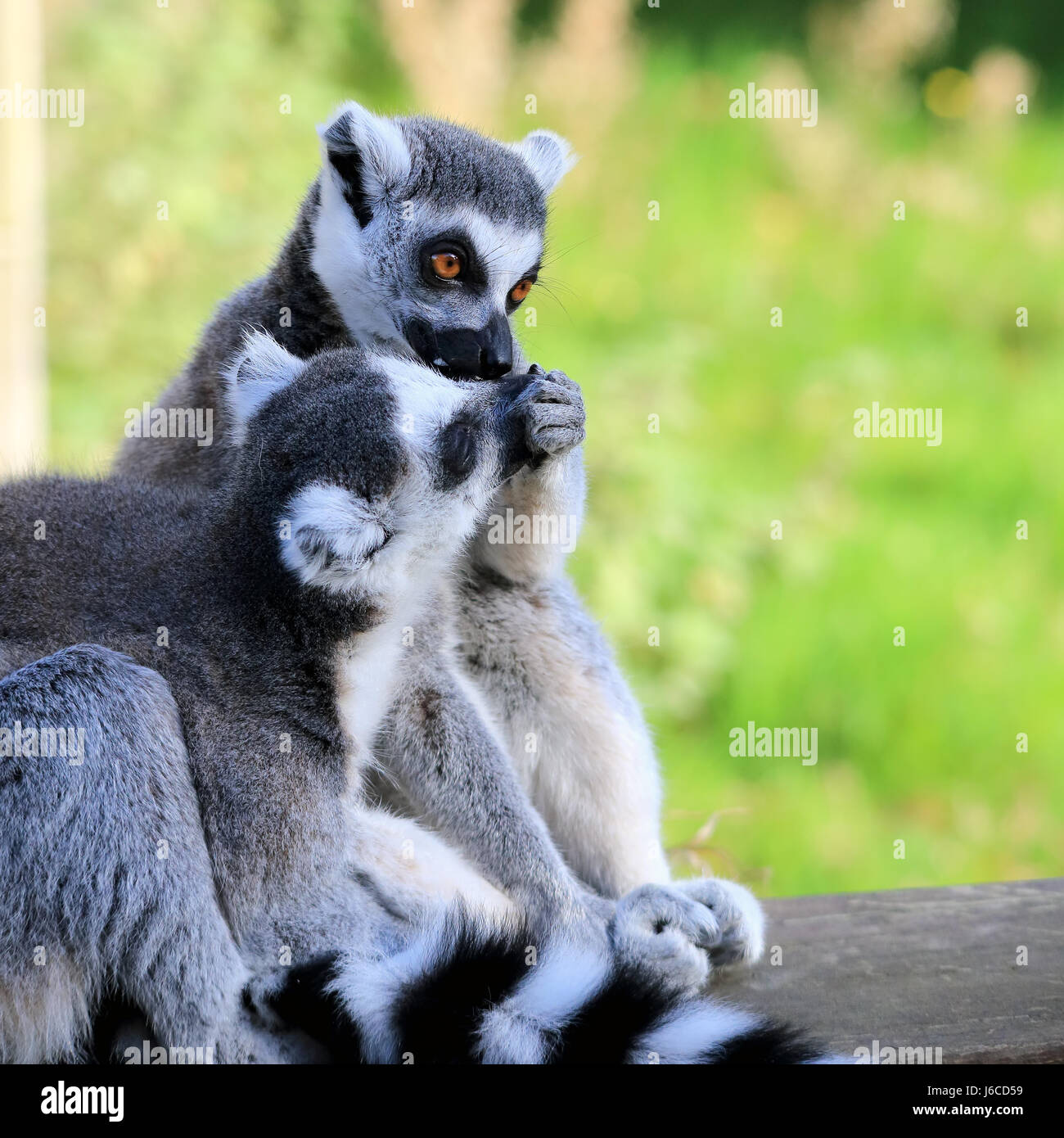 Anello-tailed Lemur alimentazione dei giovani Foto Stock