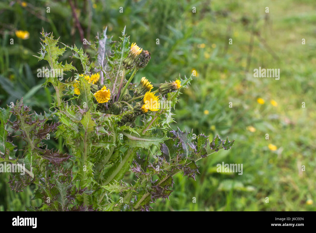 Sommità fiorite di fico d'India Sow-thistle / Sonchus asper. Foto Stock