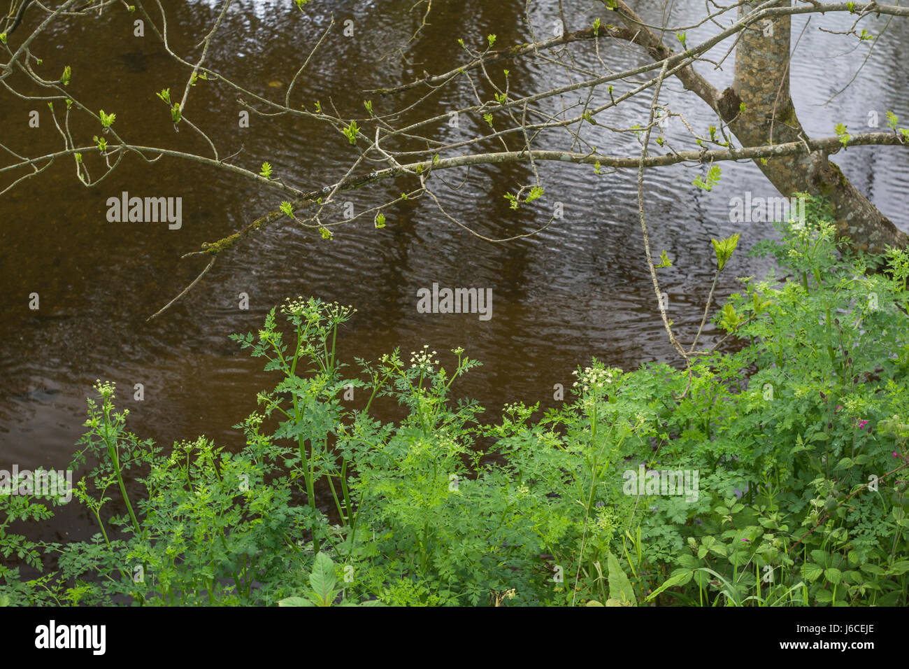 Pre-fioritura di fogliame di Hemlock acqua-dropwort / Oenanthe crocata - uno d'Europa più piante velenose - besdie fiume Fowey, Cornwall. Foto Stock