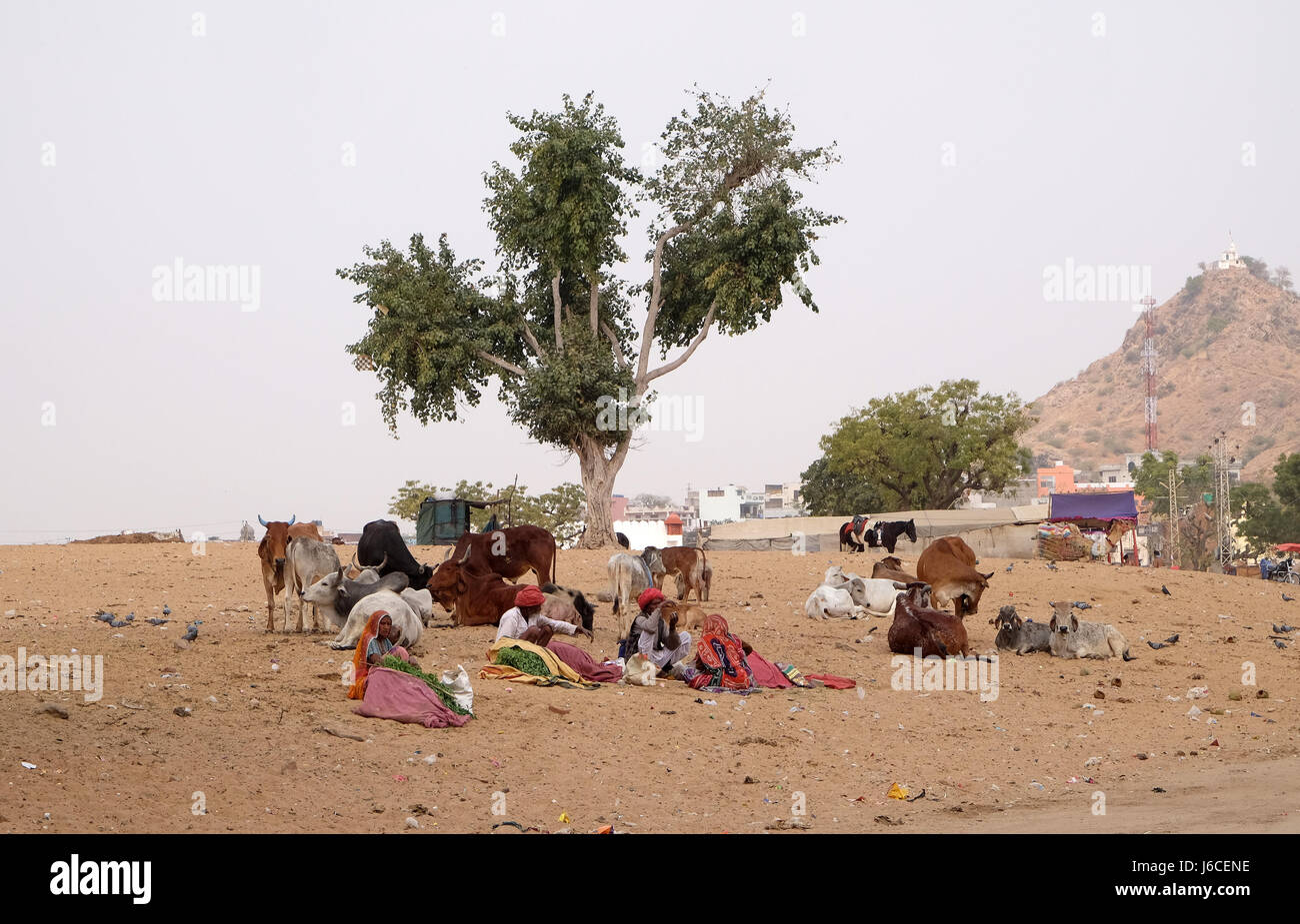 Gente che vende gambi di erba per i passanti indù per loro al mangime per le mucche che sono venerati dalla loro religione in Pushkar Foto Stock