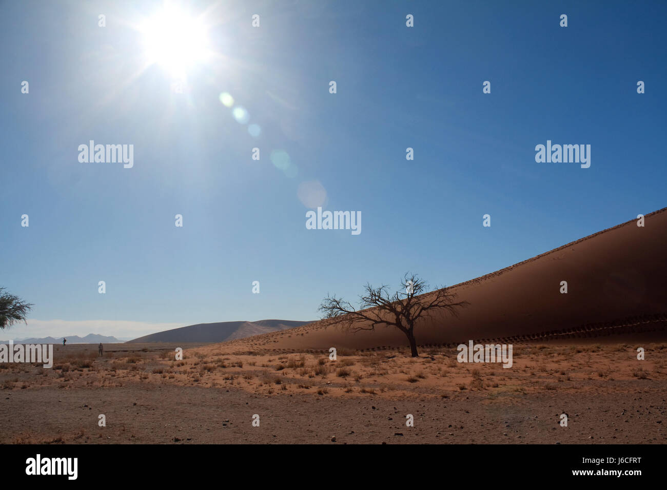 Albero di colore bruno marrone brunette africa namibia larghezza campo arbusto duna alta Foto Stock